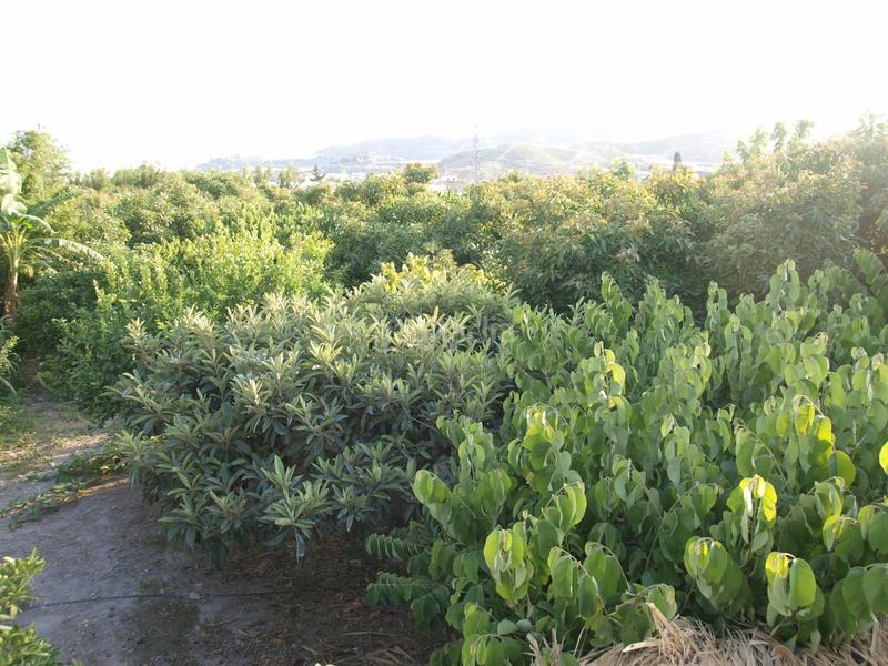 Foto 6aa202e1-7adb-48da-b775-9dec3ad3e97d. Bauernhof mit pool in Los Tablones - La Garnatilla Motril