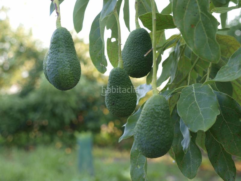 Foto 870760a3-8f1a-4004-8cbb-847dcfd788a5. Bauernhof mit pool in Los Tablones - La Garnatilla Motril