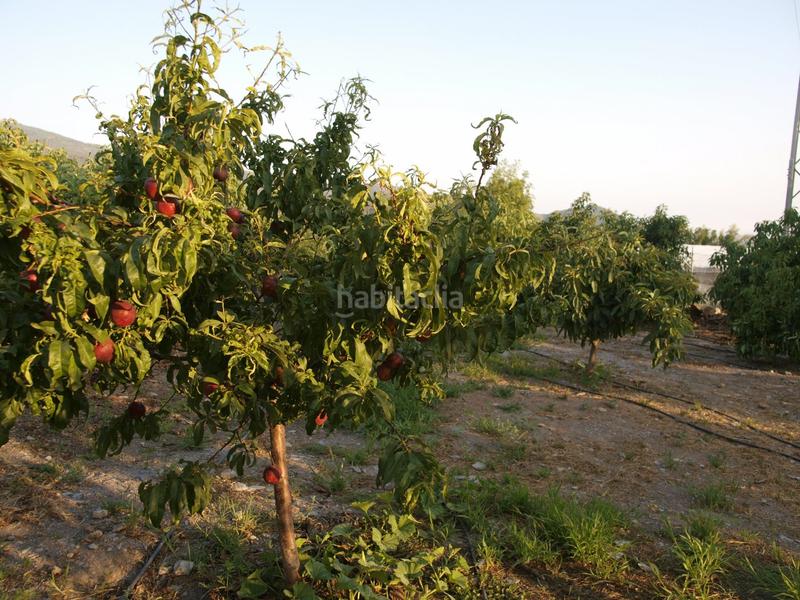 Foto ac9000f1-fea5-4b28-a83e-1ed156828a3b. Bauernhof mit pool in Los Tablones - La Garnatilla Motril