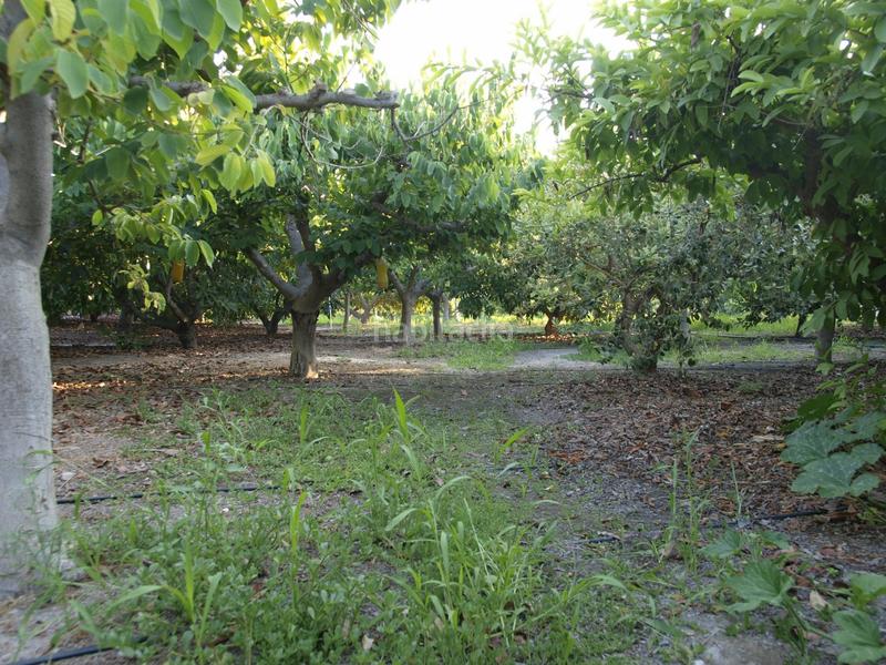 Foto bb535417-f96b-48fe-a63a-28429b5967e7. Bauernhof mit pool in Los Tablones - La Garnatilla Motril