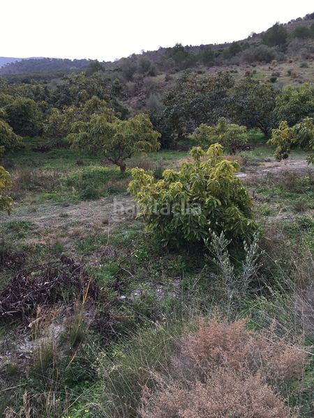 Foto 6ad371c1-2204-466a-a853-238fd372c704. Terreny residencial a Molvízar
