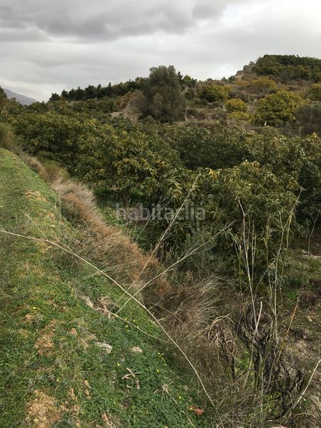 Foto cf0356f5-3a6e-4a04-b278-e6039fb574ec. Terreny residencial a Molvízar