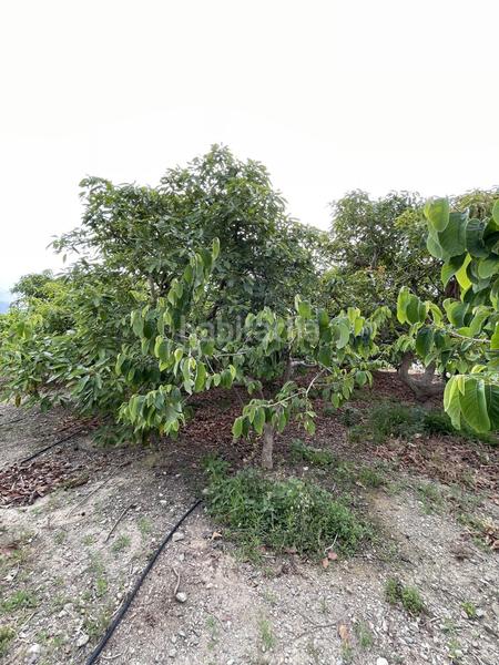 Foto 52fec4ab-962f-4d3e-aef4-a3f40bb9528c. Mas dans Centro Salobreña