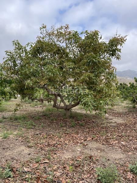 Foto 66082dc4-9e99-4ee4-b3b0-e8e75bfeed68. Mas dans Centro Salobreña