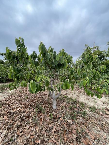 Foto 6972c0f4-2953-44c8-9953-353897cbd9d3. Mas dans Centro Salobreña