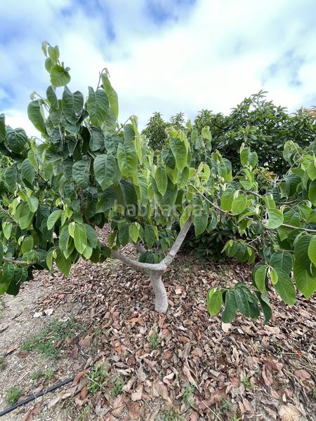 Foto c392007f-e95d-4cf9-9f27-e037bb8ded14. Mas dans Centro Salobreña