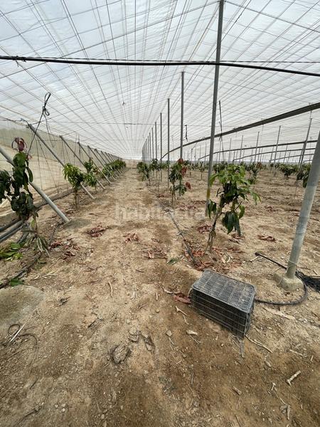 Foto fa715fd4-efa8-4e91-a8f9-7b9d1563833d. Mas dans Centro Salobreña