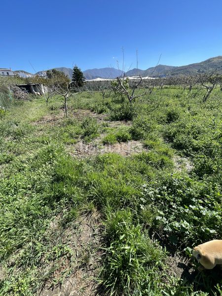 Foto c65b484f-7310-4c32-ac73-1a19a7a4aed1. Masia amb piscina a Lobres Salobreña