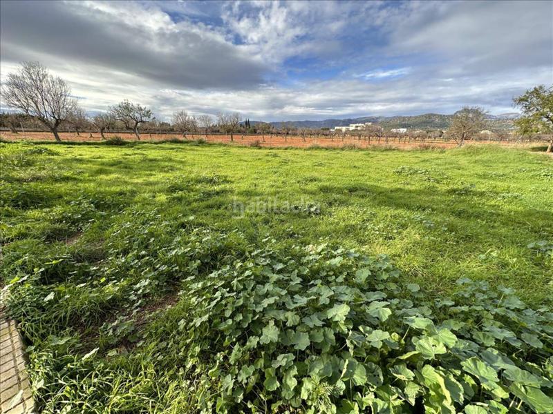 Foto 5024d0dd-74ad-4dda-a196-3dd045245a62. Finca rústica terreno en Binissalem