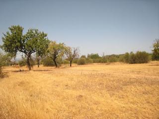 Residential Plot in Sa Cabana - Can Carbonell - Ses Cases Noves