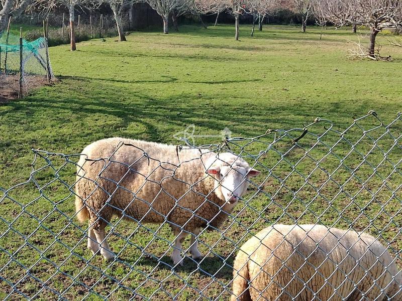 Foto 2c739263-5446-4880-9def-5489232a6462. Bauernhof mit heizung parking in San Mateo - Castro - O Val Narón