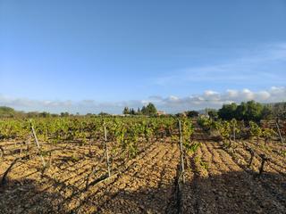 Residential Plot in Consell. Finca rústica en venta
