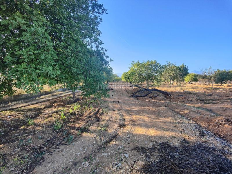 Foto 76d101bc-dfb1-4464-b74a-93e938ef2fa7. Terreno residencial finca rústica en venta en Consell