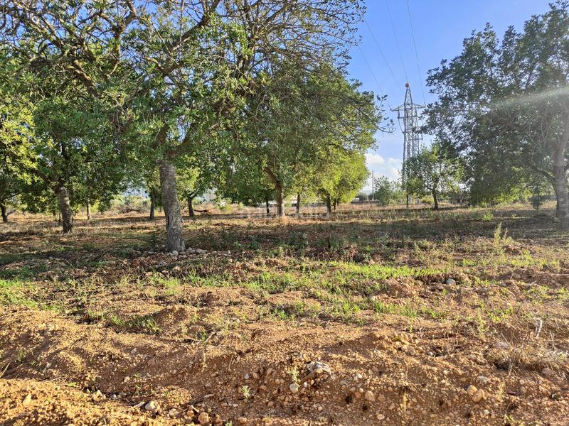 Foto f17a6377-8df6-44ea-bc73-9e452b7ebd5a. Terreno residencial finca rústica en venta en Consell