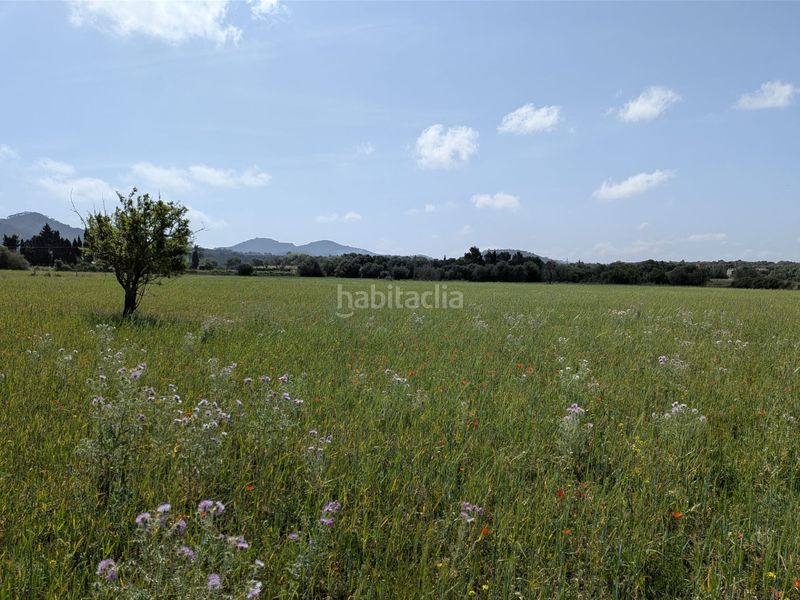 Foto 6098007b-da40-46c7-b8a5-78f2d8561f6a. Finca rústica a Felanitx poble Felanitx
