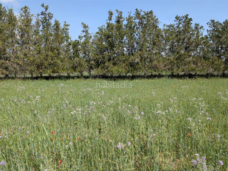 Foto cf987f2a-e31d-4245-8f7b-4f37d126ebfd. Finca rústica a Felanitx poble Felanitx