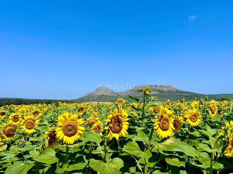 Foto 40cfb8db-b2bc-4841-843d-71b89e96c8e1. Casa a carrer barcelona 83 a l´Estartit poble Estartit