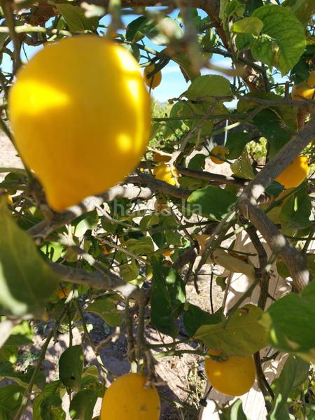 Foto 6a001d95-9ad5-4d84-8c4d-af6d50a6ca2f. Bauernhof mit parking pool in Alhama de Murcia ciudad Alhama de Murcia