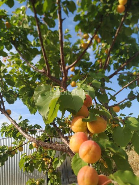 Foto bf75e259-bd3b-4adf-8a8b-fe290fb1f9c9. Bauernhof mit parking pool in Alhama de Murcia ciudad Alhama de Murcia