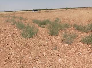 Finca rústica a Pozuelo de Calatrava. Terreno rustico en pozuelo de calatrava