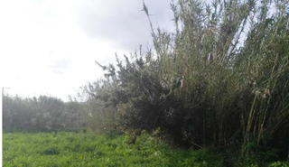 Residential Plot in Zona Fernández Labreda