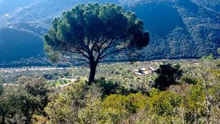 Fondo rustico in Obejo
