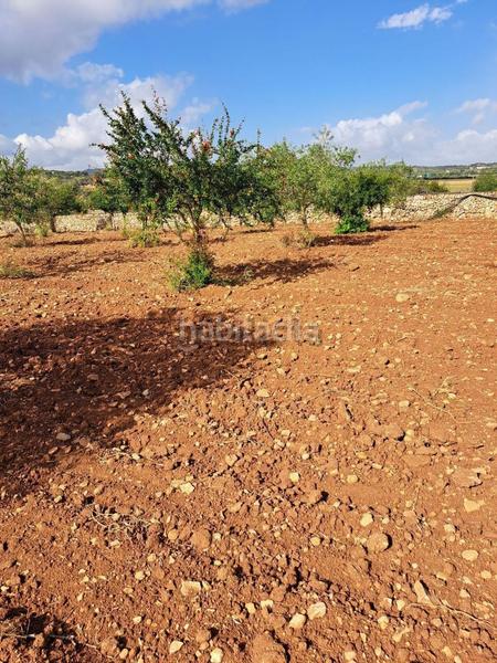 Foto 33e7cfff-d193-4029-916b-bfa8194c64f7. Terreno residencial en Manacor centre Manacor