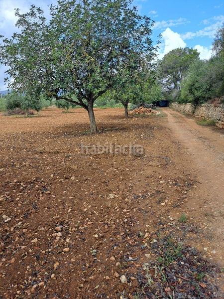 Foto 77beab9e-8711-4513-a444-478048064591. Terreno residencial en Manacor centre Manacor