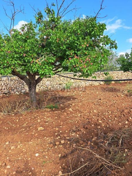 Foto 9cb95ceb-3e3b-464d-b00f-84c597459f2d. Terrain résidentiel dans Manacor centre Manacor