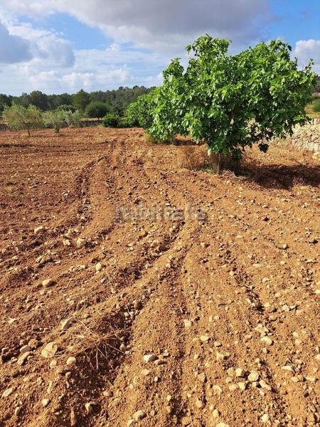 Foto b8bbad6f-a6f0-47b4-a923-fe6394ae78ad. Terreno residenziale in Manacor centre Manacor