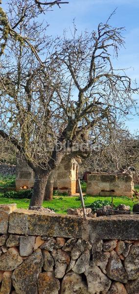 Foto e54988e5-e712-4030-a3ce-32a4da0a1c9e. Terrain résidentiel dans Santa Margalida poble Santa Margalida