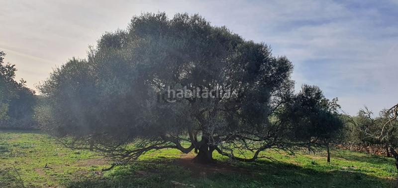 Foto 0b50baaf-97a1-46a3-aec8-9d45eb1c15f8. Terreno residenziale in Santa Margalida poble Santa Margalida