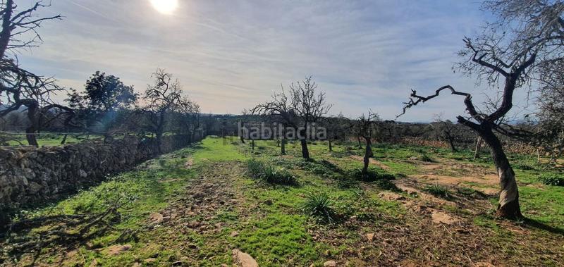 Foto 0b8b9676-98e1-4a80-883e-383d7560d2eb. Terreno residenziale in Santa Margalida poble Santa Margalida