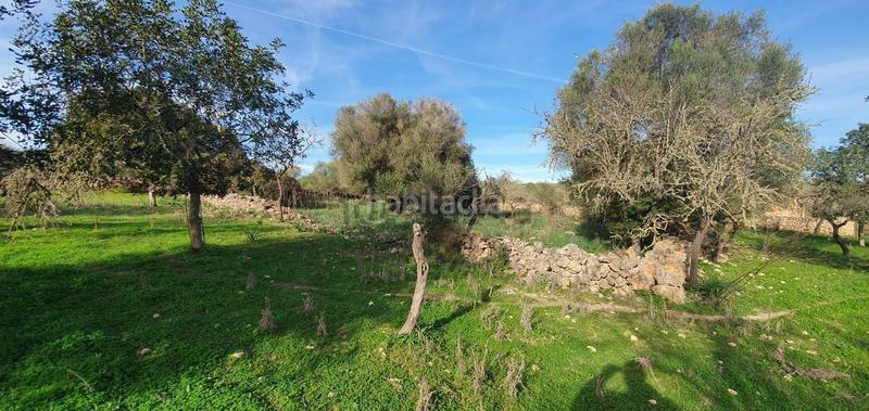 Foto 5db37904-801d-430f-abfb-f770c9b8c792. Terreno residenziale in Santa Margalida poble Santa Margalida