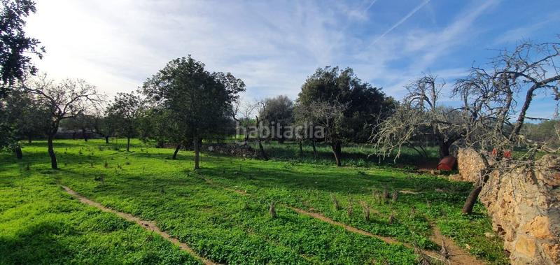 Foto 7198d711-193b-47e0-a600-19553acc00a9. Terreno residenziale in Santa Margalida poble Santa Margalida