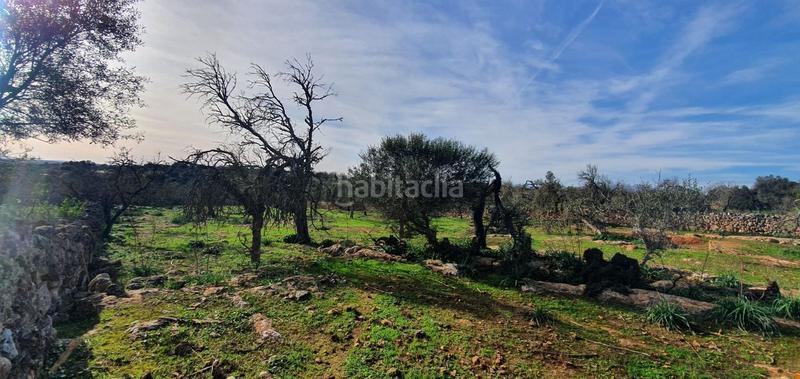 Foto 16b3ecfd-44a3-4f61-86a4-e4449195fbcb. Wohngrundstück in Santa Margalida poble Santa Margalida