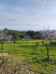 Haus in Calvià Poble