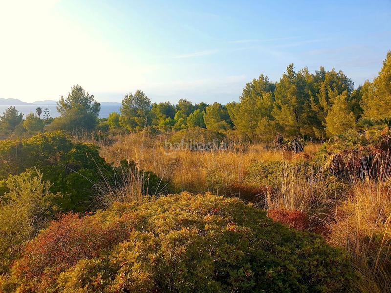 Foto 1f633a7a-0d72-4485-a5ac-078969a13e05. Terreno residenziale in Betlem Artà