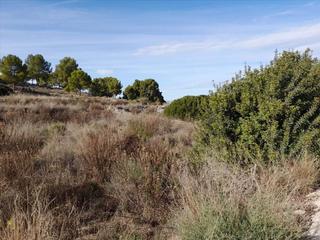 Residential Plot in Sangonera la Verde