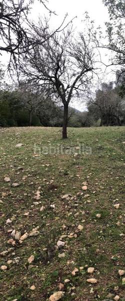 Foto 1b09c082-d450-48e9-a451-7d79e245cdfc. Casa con parcheggio in Pollença poble Pollença
