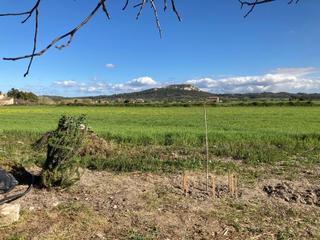 Residential Plot in Sineu