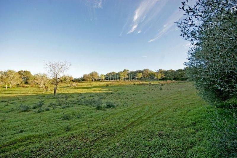 Foto 5da217ff-c2de-43a5-b72a-cf479b9697fb. Terreny residencial a Felanitx poble Felanitx