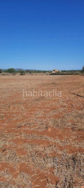 Foto 1abb30ab-47a2-41d1-9ddd-996e6b463087. Terreny residencial a Manacor centre Manacor