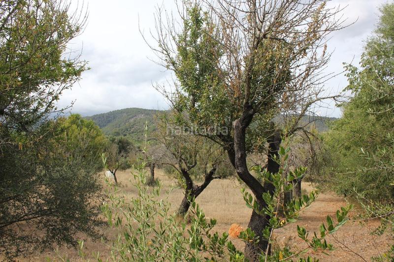 Foto 538785d6-54e3-4c4a-badb-f23fe17162df. Terrain résidentiel dans Campanet