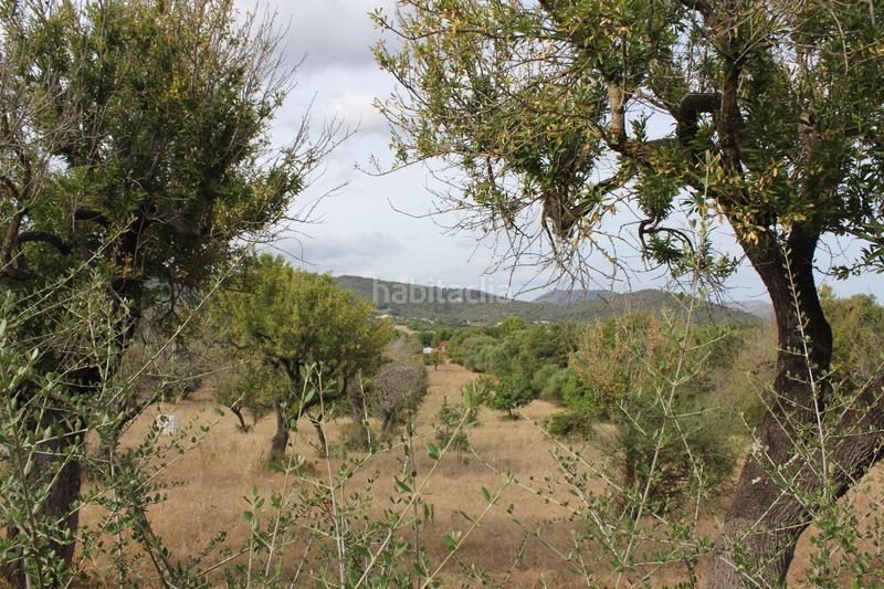 Foto 770a3d59-6b26-4bbf-a087-e1d8a670f5a2. Terrain résidentiel dans Campanet