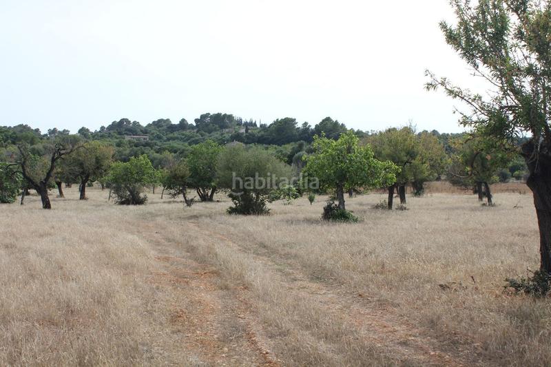 Foto a265cfac-dc82-4bba-a038-3feffeca9e05. Terrain résidentiel dans Campanet