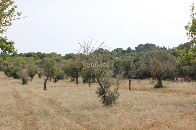 Foto ebec5fc4-64c6-4b14-80d2-9be31d48a43c. Terrain résidentiel dans Campanet