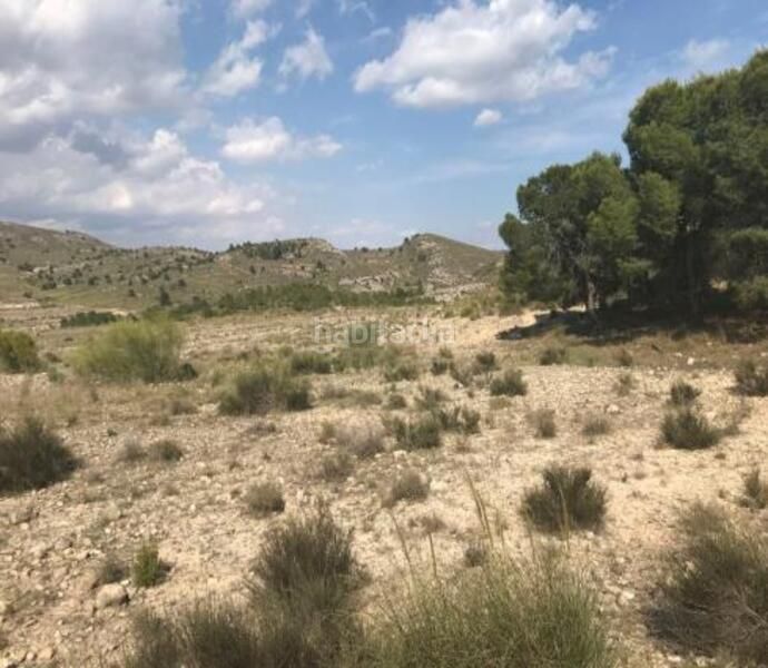 Foto 4cf035a6-7bab-425d-b0e2-ddc1f52ca818. Finca rústica a Cieza