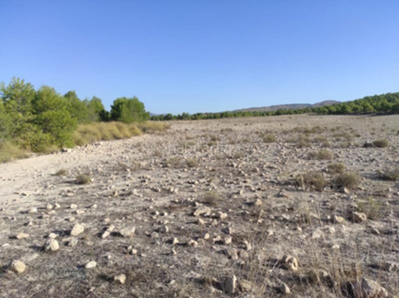 Foto fb0a18ed-b43e-4f35-9ae0-aa26e86d5ad2. Finca rústica a Cieza
