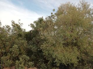 Residential Plot in San Jorge